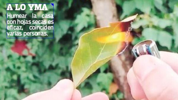 Tips antimosquitos: eucalipto, citronela, cebolla y hasta ajo