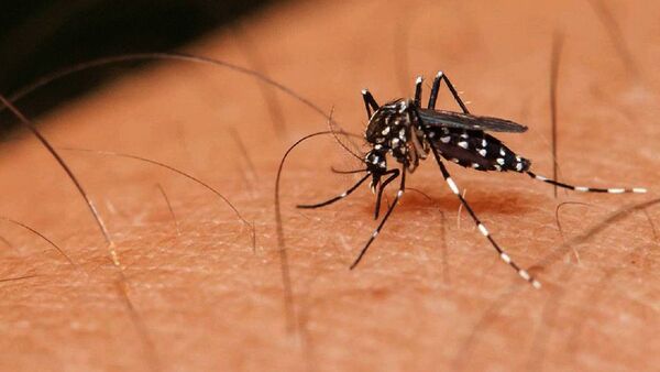 Chikungunya puede inflamar órganos vitales en niños pequeños y ancianos