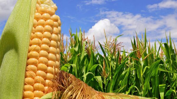 El campo movió más de US$ 2.990 millones durante el 2022 | Locales | 5Días
