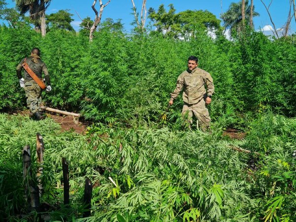 Diario HOY | Operativo CUT: 96 toneladas de marihuana y 10 campamentos narcos fueron destruidos