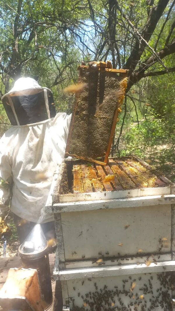 Pozo Hondo: Las mujeres se suman a la apicultura - Nacionales - ABC Color