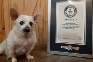 Chihuahua consigue el récord del perro más viejo del mundo: ¿Cuál es su edad? - Megacadena — Últimas Noticias de Paraguay
