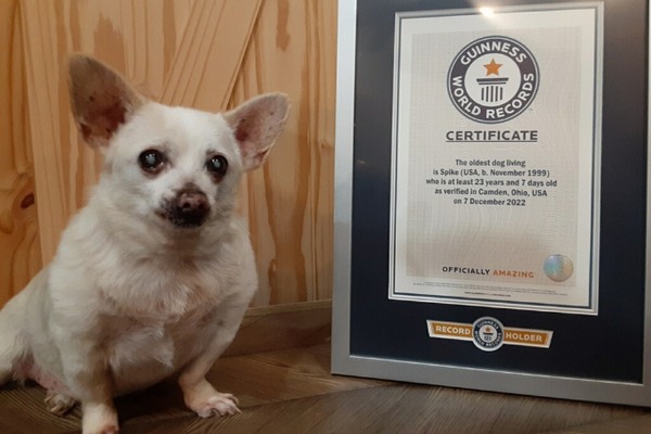 Chihuahua consigue el récord del perro más viejo del mundo: ¿Cuál es su edad? - Megacadena — Últimas Noticias de Paraguay