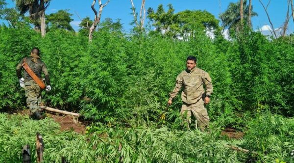 Operativo CUT: 96 toneladas de marihuana y 10 campamentos narcos fueron destruidos