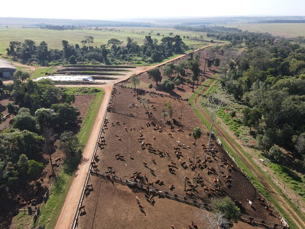 Mercado ganadero, carne suina a Taiwán y destaque de soja paraguaya en Brasil