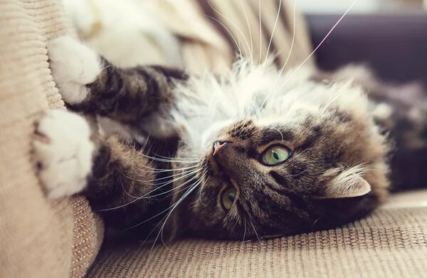 ¿Qué hacer para que mi gato deje de arañar los muebles? - Mascotas - ABC Color
