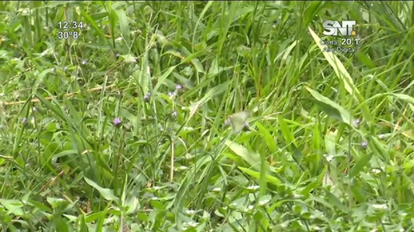 Invasión de mariposas blancas - SNT
