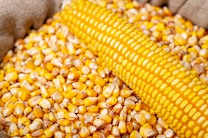 Exportaciones de maíz triplicaron su capacidad al cierre del 2022 - MarketData