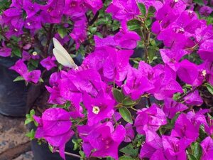 Invasión de mariposas: cineasta Marcelo Martinessi captura la “explosión de belleza” - Nacionales - ABC Color