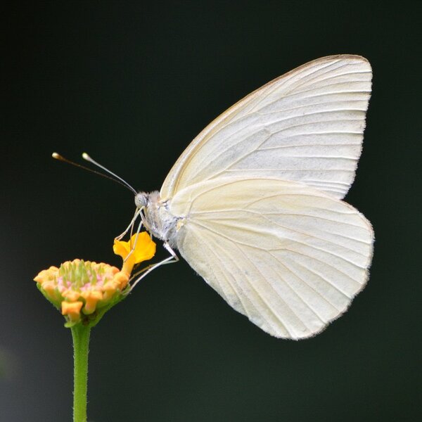 Experto afirma que mariposas blancas no representan ninguna amenaza - trece