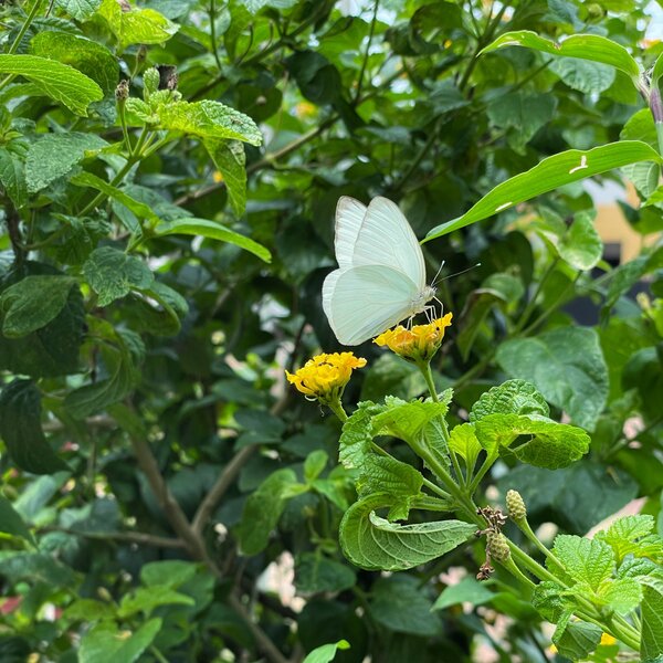 Experto explica el motivo de la “invasión” de mariposas blancas - Unicanal