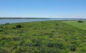 ONU verifica restauración del Bosque Atlántico encarado por Itaipu