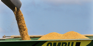 Paraguay exporta un gran volumen de arroz - trece