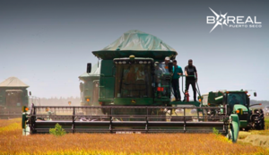 Exportación de arroz ascendió a un millón de toneladas en el 2022 - Unicanal