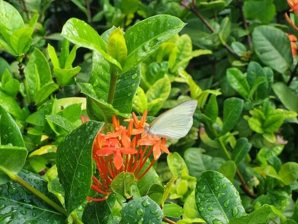 Mariposas blancas no se quedarían mucho tiempo en Asunción - Nacionales - ABC Color