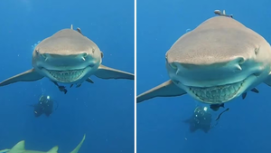 Una instructora de buceo captó a un tiburón que se le acercó con una “sonrisa enorme” - Noticiero Paraguay