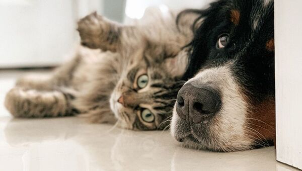 Se empieza en casa y temprano: lanzan campaña de tenencia responsable de animales