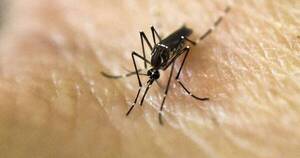 La Nación / Salud Pública analiza probable segunda muerte por chikungunya
