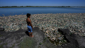 Diario HOY | VIDEO| Miles de peces aparecen muertos en Argentina en medio de una fuerte sequía