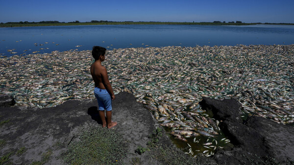 Diario HOY | VIDEO| Miles de peces aparecen muertos en Argentina en medio de una fuerte sequía