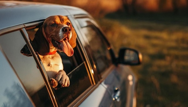 Medidas a tomar cuando hay que viajar con el perro | Telefuturo