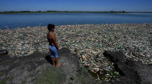Preocupante sequía en Argentina, miles de peces aparecen muertos. – Prensa 5