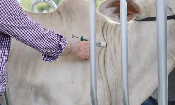 Senacsa inició vacunación contra fiebre aftosa y brucelosis