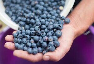 Cinco al día: ¿cuán grande debe ser la porción de fruta o verdura? - Estilo de vida - ABC Color