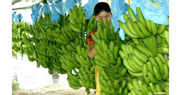 La Nación / Argentina sin divisas causa atraso de pagos a exportadores paraguayos de banana y piña