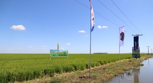 Se desarrolló una jornada de campo sobre producción de arroz en Caapucú