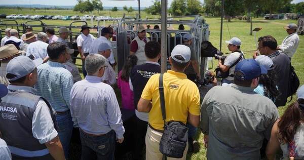 Lanzaron el primer periodo de vacunación contra la fiebre aftosa y la brucelosis