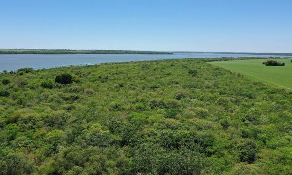 ONU reconoció avances en reparación del Bosque Atlántico, impulsada por la Red aliada a ITAIPU – Diario TNPRESS