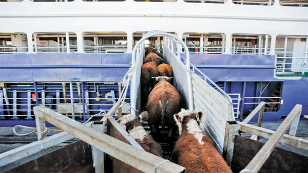 Uruguay: se prevé aumento de la exportación de ganado en pie