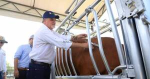 La Nación / Prevén vacunar 13,3 millones de bovinos y abarcar en torno al 94% del rebaño