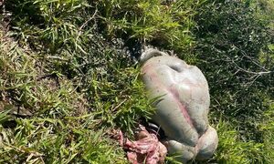 Denuncian abigeato