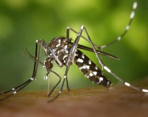 Chikunguña: hay dos bebés recién nacidos en terapia intensiva y otra sospecha de muerte - Nacionales - ABC Color