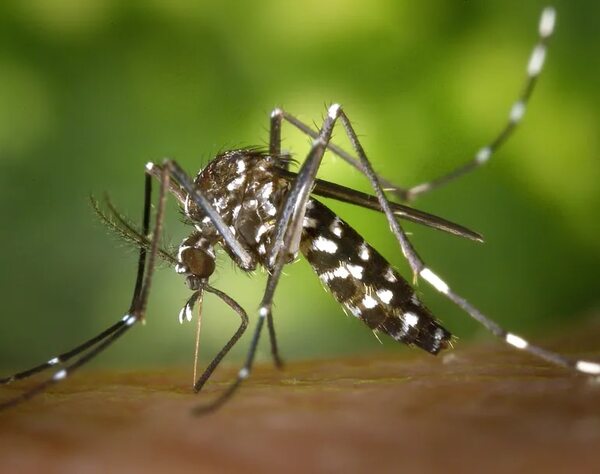 Chikunguña: hay dos bebés recién nacidos en terapia intensiva y otra sospecha de muerte - Nacionales - ABC Color