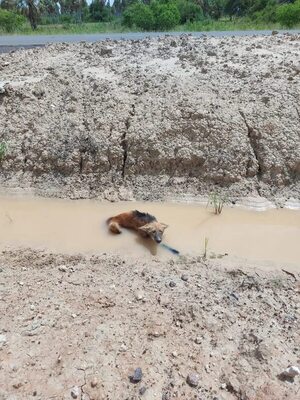 Ruta Transchaco: rescatan a un aguara guasu atropellado - Noticias del Chaco - ABC Color