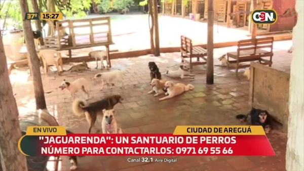 Jaguarenda: Un santuario de perros - C9N