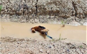 Aguará guasú fue atropellado en el Chaco, afortunadamente, ya fue asistido