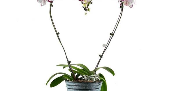 La Nación / Keiki te da la mejor opción por San Valentín: ¡Regalá amor con una orquídea!