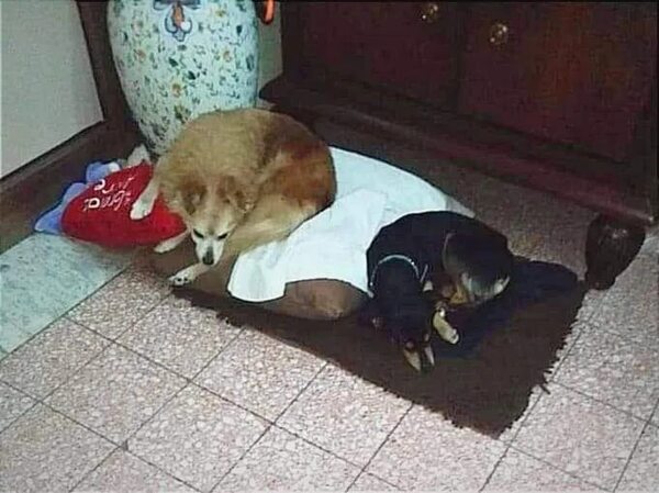 Doscientos napolitanos se movilizan para encontrar a Peppinielo, un perro abandonado - Mascotas - ABC Color