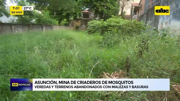 Asunción, mina de criaderos de mosquitos - ABC Noticias - ABC Color
