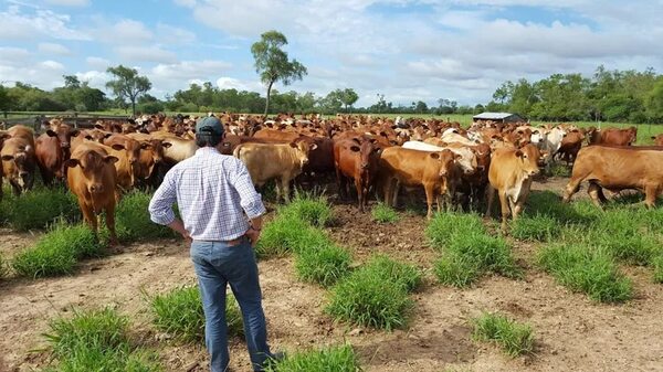 Paraguay hace seguimiento de nueva normativa europea contra deforestación - Nacionales - ABC Color