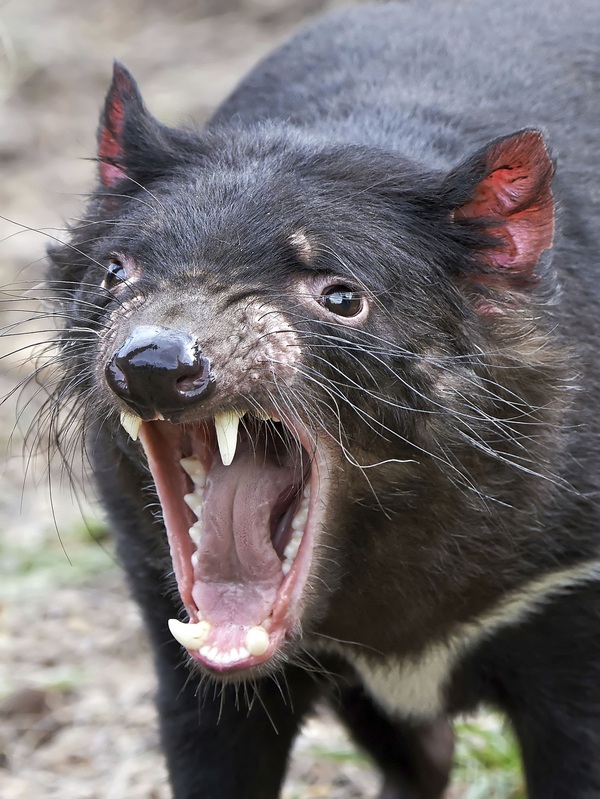El león de Tasmania - El Independiente