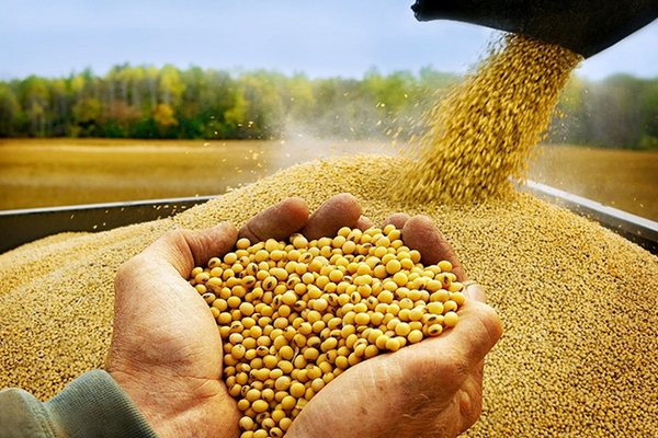 Proyecciones del USDA sobre producción de soja paraguaya es con aumento del 138% - La Tribuna