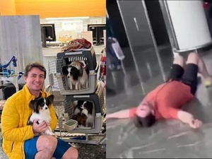 Enviaron a sus perros a otro país pero después de un día se volvieron a encontrar - trece