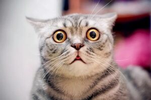 Gatos: juguetones o peleones, motivo de estudio para la ciencia - Mascotas - ABC Color