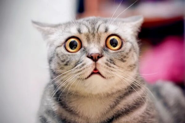 Gatos: juguetones o peleones, motivo de estudio para la ciencia - Mascotas - ABC Color