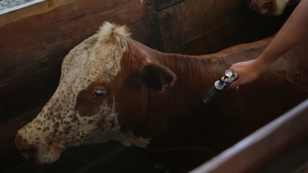 “Paraguay tiene un camino muy positivo si apunta a dejar de vacunar”, aseguró Ejecutivo del IAGRO de Brasil